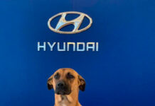 ¿Por qué un concesionario de Brasil piensa que hasta un perro puede vender un Hyundai?