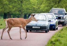 ¿Cómo se puede reducir el riesgo de atropellar a un ciervo en la carretera?