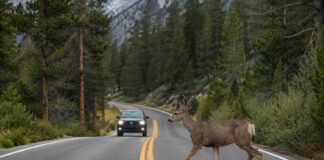 EE.UU. ¿En qué ciudades los conductores muestran mayor respeto por la vida silvestre?
